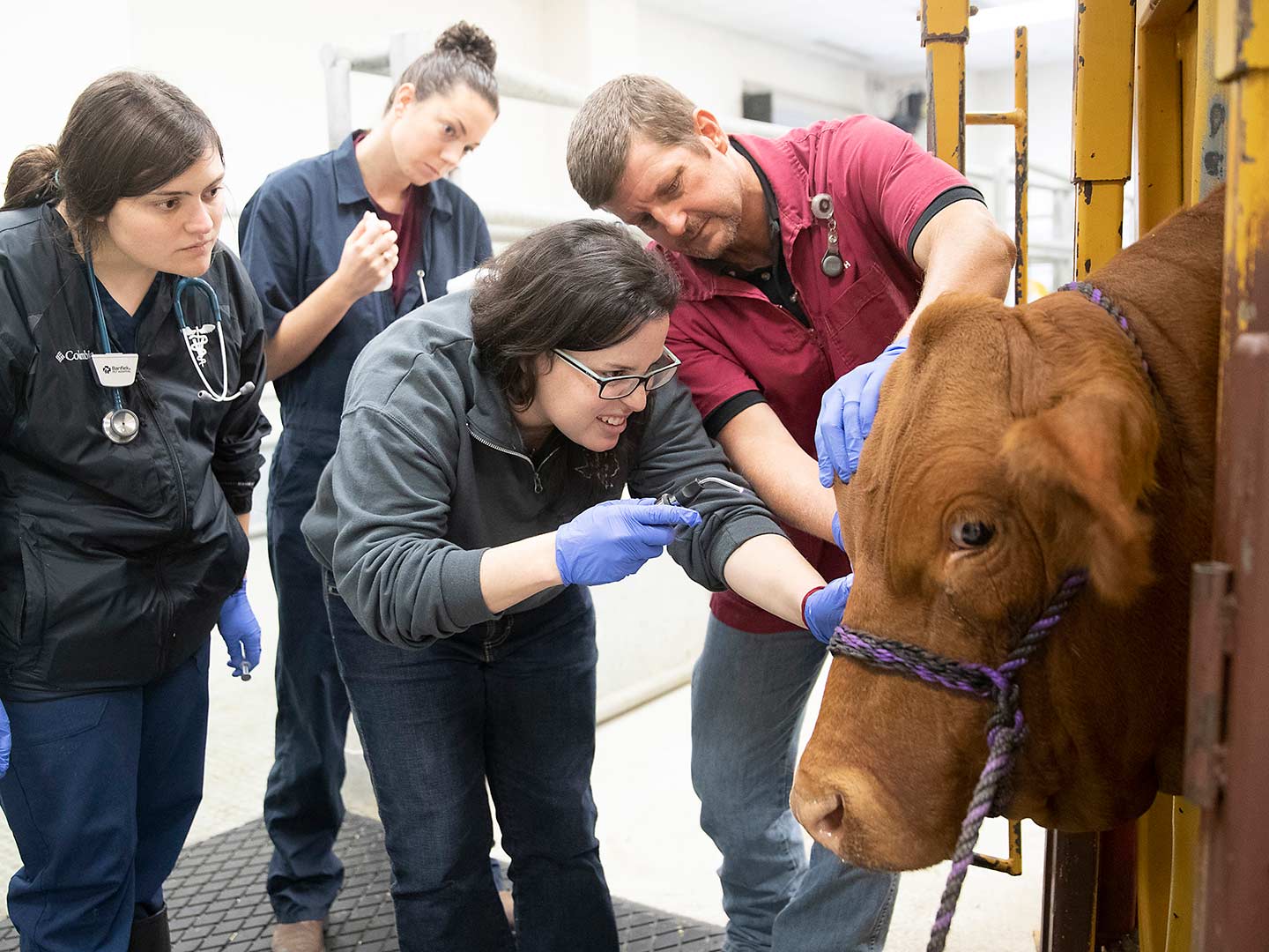 School of Veterinary Medicine and Biomedical Sciences students administer crucial care to a cow